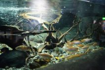 Im SeaLife gibt es kleine...