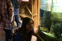 Bei den Schildkröten