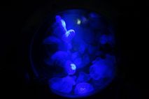 Leuchtende Quallen