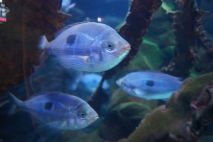 Blaue Fische