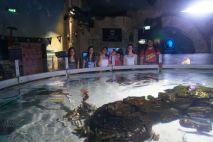 Vor dem Rochenbecken