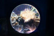 Wir haben Nemo gefunden