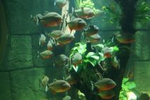 Piranhas - gefährlich