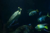 Viele tummeln sich im großen Becken