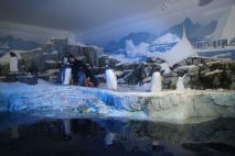 Fütterung der Pinguine